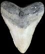 Megalodon Tooth - North Carolina #49522-2